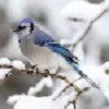 Blue Jay Wallpapersٷֻ