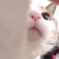 Dexѿǹ(׿ѿǹ)v7.2.0 Ѱ