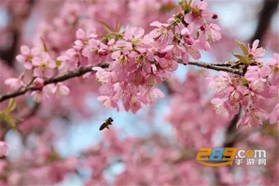 樱花浏览器安卓版手机版 樱花浏览器安卓版手机版