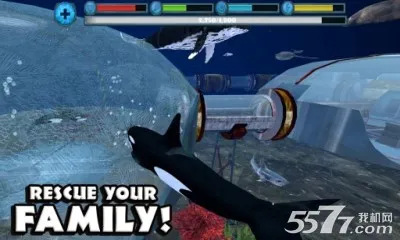 虎鲸模拟器(虎鲸模拟游戏) 虎鲸模拟器(虎鲸模拟游戏)