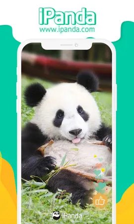 iPanda最新手机版截图2