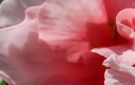 有声壁纸2025下载安装 有声壁纸2025下载安装