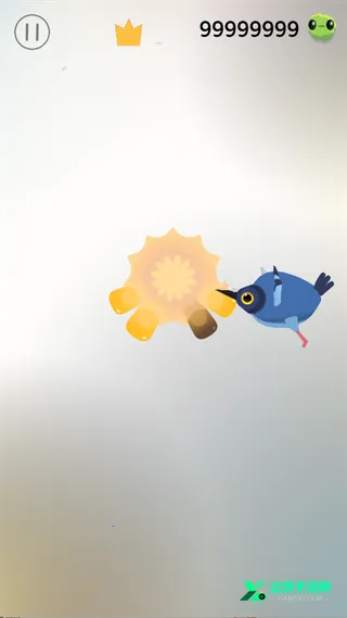 pigeon疯狂的鸽子 pigeon疯狂的鸽子