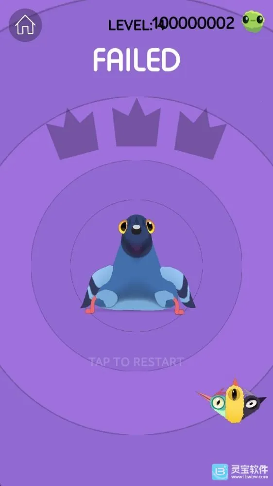 pigeon疯狂的鸽子 pigeon疯狂的鸽子