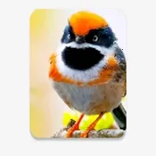 С��Ϻֱ��2026�ٷ�����