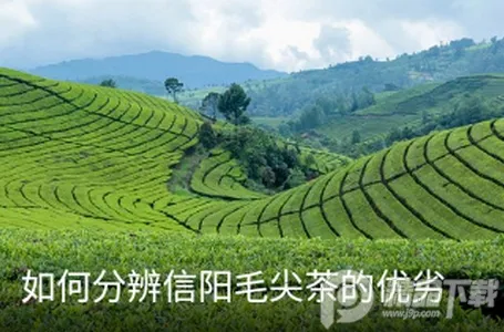 茶秘书安卓手机版 茶秘书安卓手机版