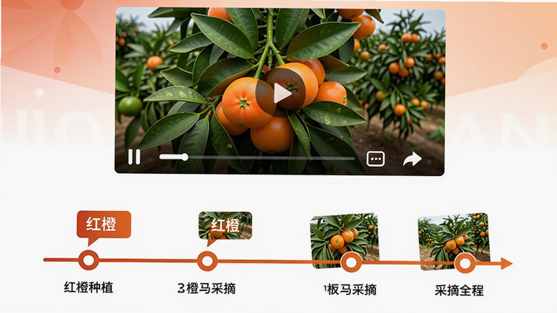主体为红橙廉江APP溯源页面截图,布局:上方视频播放窗口,下方时间轴展示红橙从种植到采摘的全过程,风格科普简洁,细节:时间节点标注,画质高清,无多余元素