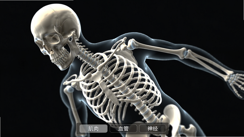 一极清水3D解剖骨骼系统展示,画面中是一个半透明的人体骨骼模型,头骨、脊柱、肋骨等清晰可见。模型处于旋转动画状态,背景为暗色调。界面底部有“肌肉”“血管”“神经”切换按钮。画质细腻,骨骼纹理真实,光影自然。