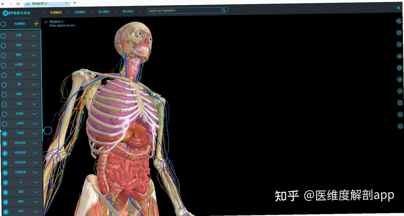 一极清水3D解剖 安卓版 下载