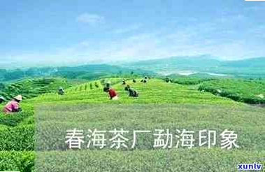 春韵勐海 安卓版 勐海春海茶厂