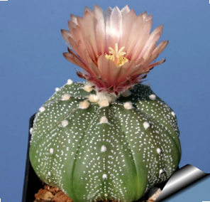 植物的星球 百度百科