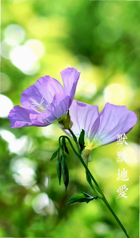月见草截图3