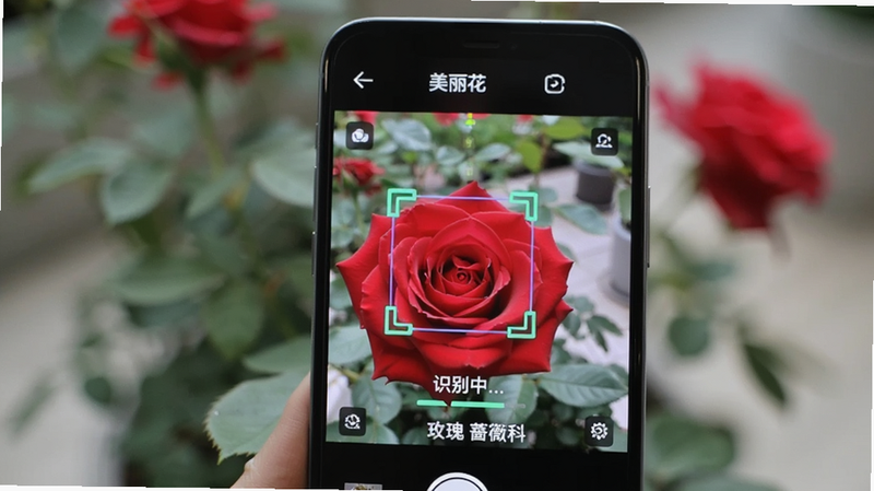 展示手机摄像头拍摄一朵红色玫瑰的场景,屏幕中显示识别框锁定花朵,背景虚化,突出手机屏幕上的“美丽花”识别界面,界面显示“识别中...”进度条及最终结果“玫瑰 蔷薇科”,光线柔和,细节清晰,画质高清,无杂色