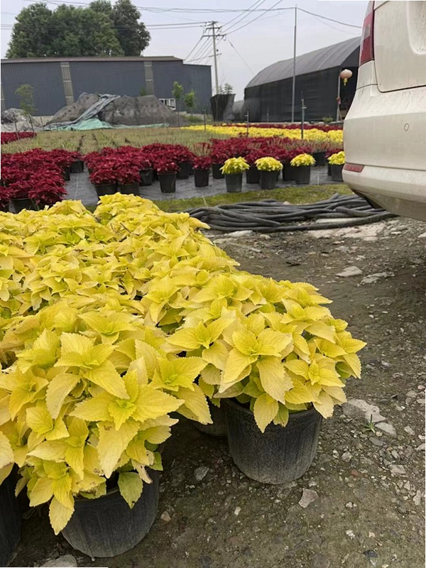 虚拟家庭2 安卓版 游戏截图 装修细节