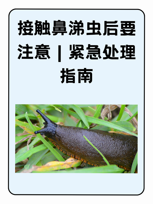 鼻涕虫 安卓版 安全认证 图标